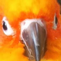 金太陽鸚鵡