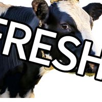 FRESH!ソフトフレスコボール