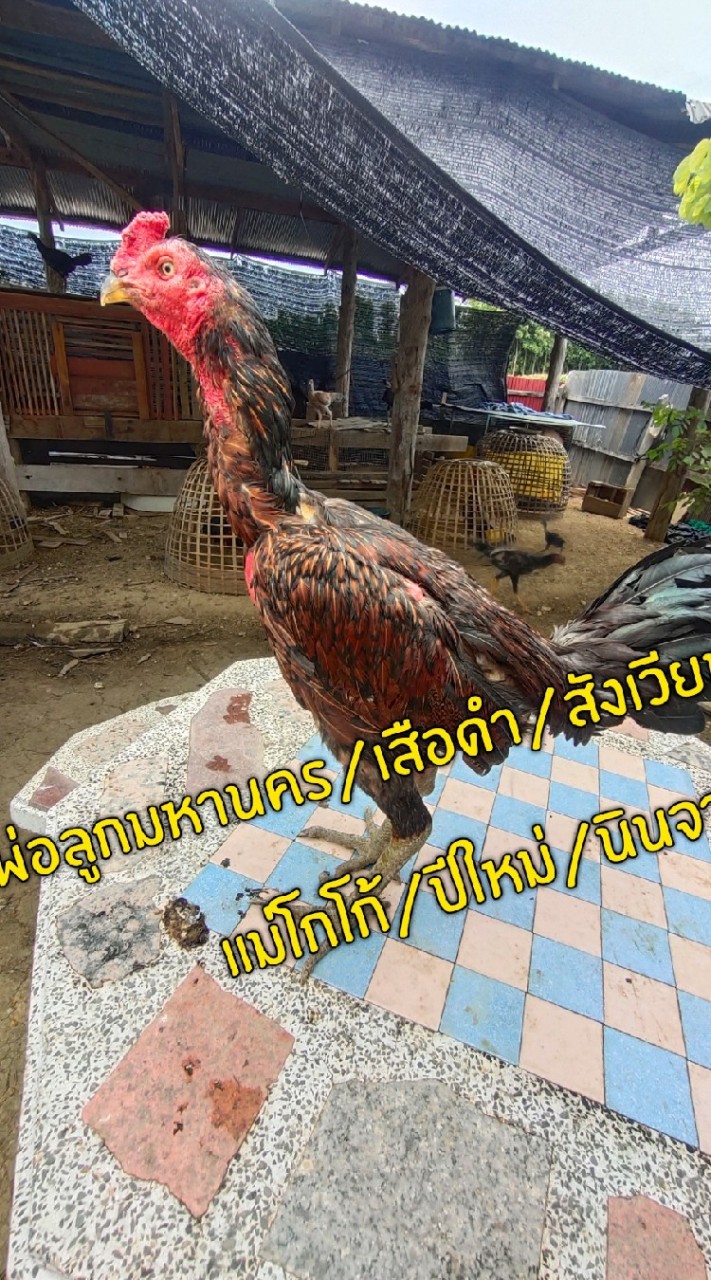 ซุ้ม."สัมมาอะระหัง"