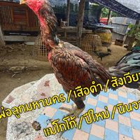 ซุ้ม."สัมมาอะระหัง"