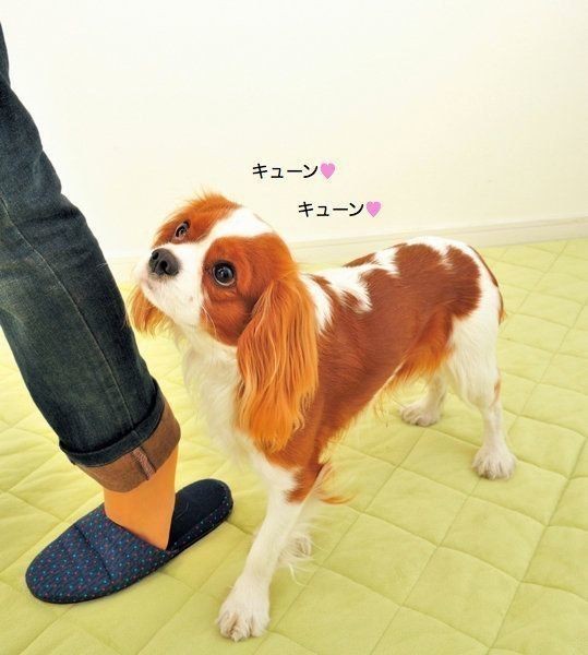 甘えん坊な犬の特徴や犬種って