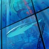 海の光が上から注いで ☆ 配信者特殊ハント