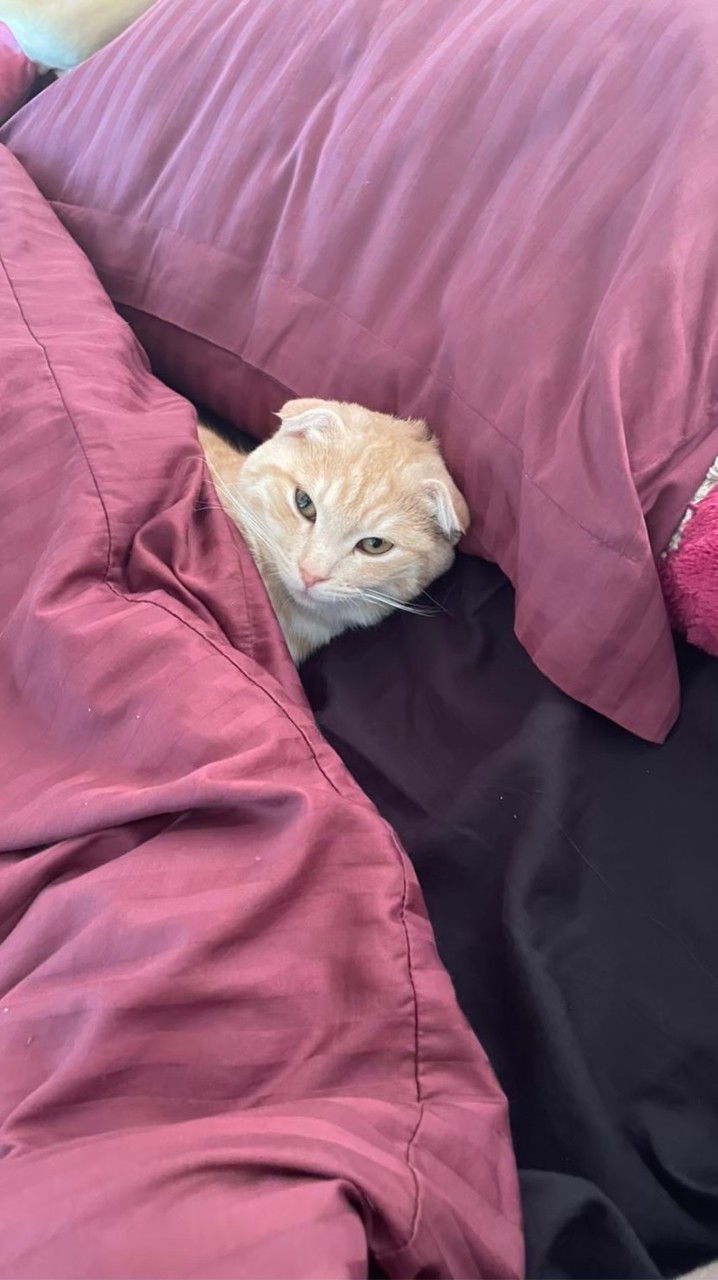 Nyaaa