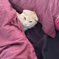 Nyaaa