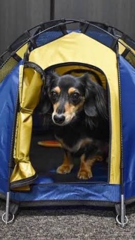 犬連れキャンプ