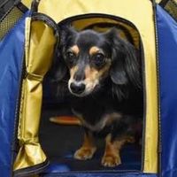 犬連れキャンプ