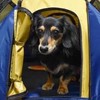 犬連れキャンプ