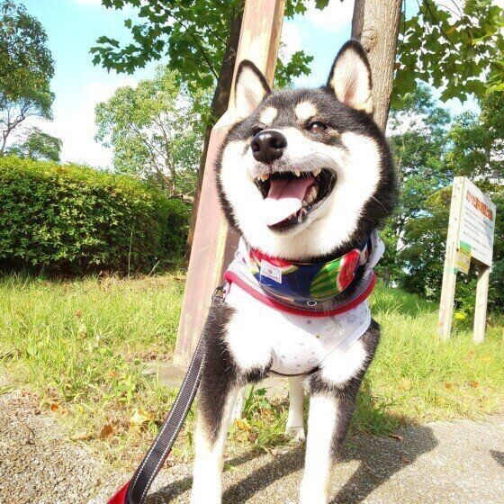 犬の先輩飼い主が後悔していること