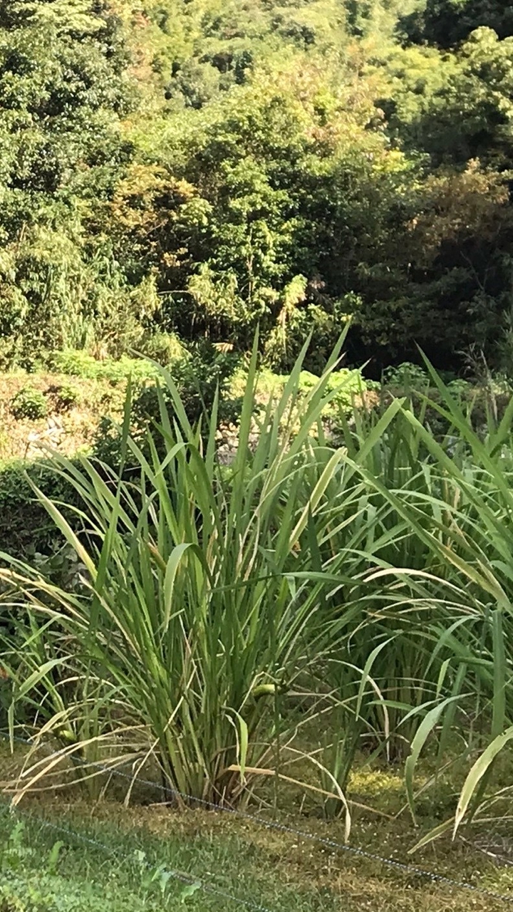 マコモ天草俱楽部🌿日本人が大切にしてきた自然との共生・八百万の神様への感謝を込めて…