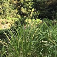 マコモ天草俱楽部🌿日本人が大切にしてきた自然との共生・八百万の神様への感謝を込めて…