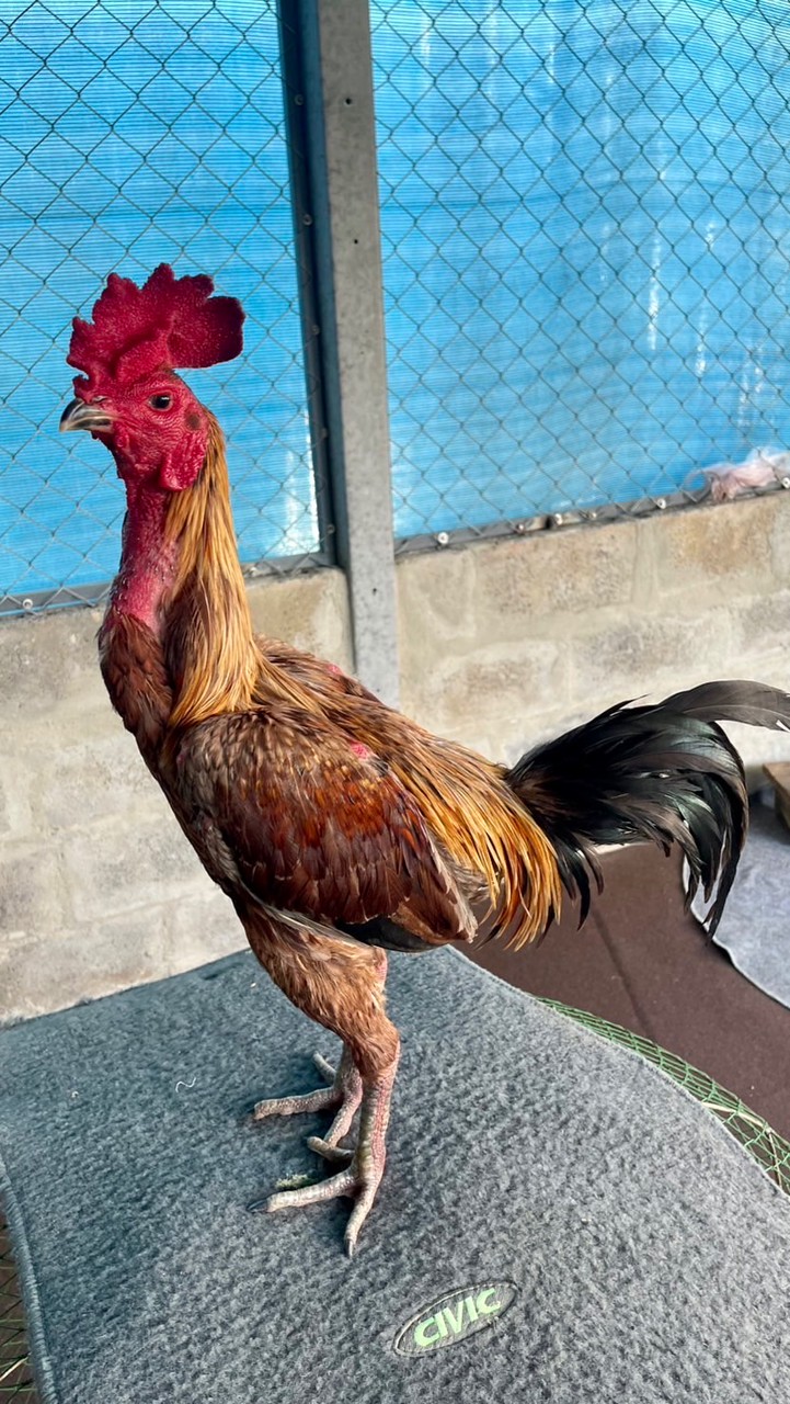ไก่ชนบ้านทอง