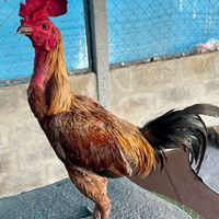 ไก่ชนบ้านทอง