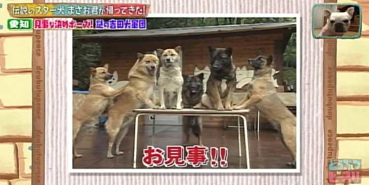 何問正解できる ポチたま の人気旅犬 まさお君の爆笑ハプニングクイズに挑戦 どうぶつピース