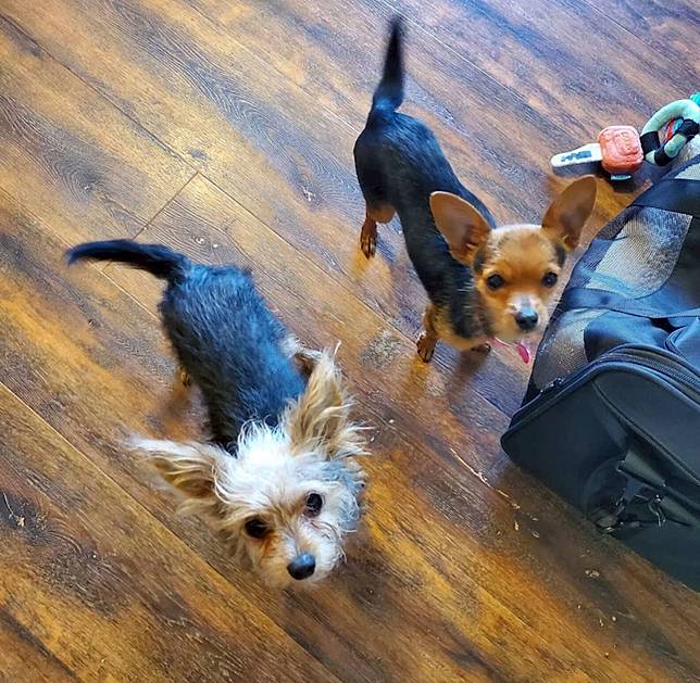 同胎三兄弟越長越不像 米克斯奶汪華麗變身 約克夏 貴賓 吉娃娃 志工全驚呆 就是愛寵物 Line Today