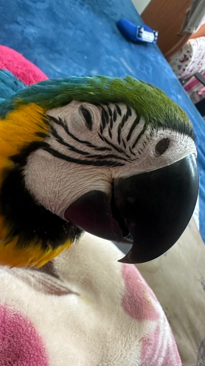 鸚鵡、寵物飼養經驗分享