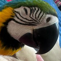 鸚鵡、寵物飼養經驗分享