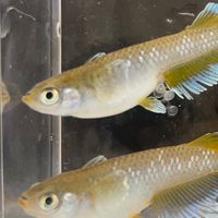 和歌山でメダカっ！