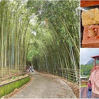 【泰安一日遊】親子必玩三大景點，洗水坑豆腐街絕妙臭豆腐與桂竹筍、泰安竹林秘境、泰雅原住民文化產業園區