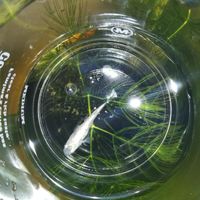 山形県メダカ愛好家