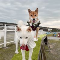 🐶狗子們的閒置物品交流🤍