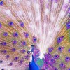 子淇：經絡理療、臉部撥筋回春按摩群