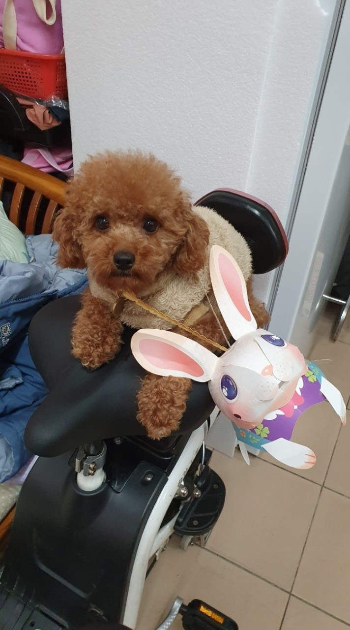 最愛狗狗的主人們