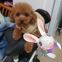 最愛狗狗的主人們
