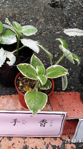 香草植物盆栽