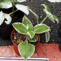 香草植物盆栽