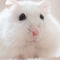 ラフレシア部