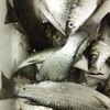 釣魚拉爽爽海鮮買賣