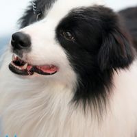 名將邊境家族
