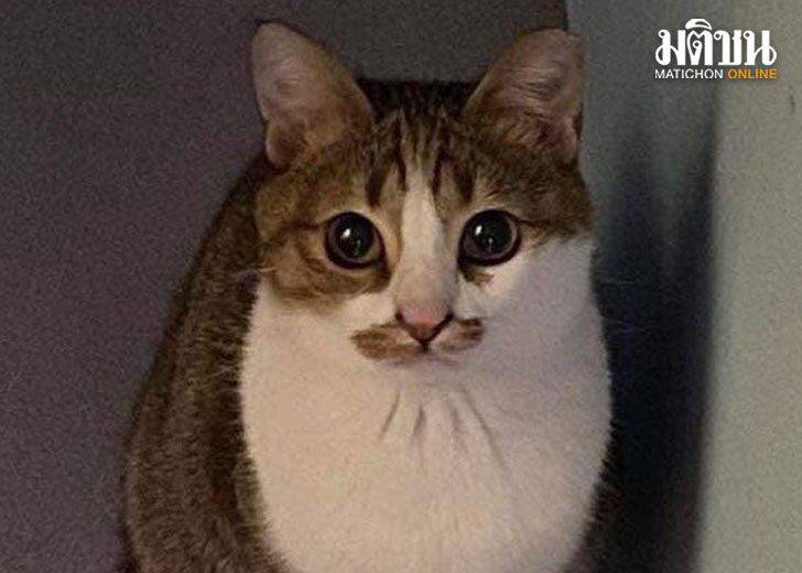 เปิดที่มา ไวรัลดัง แมวLucky cat แชร์แล้วโชคดี ! MATICHON ONLINE