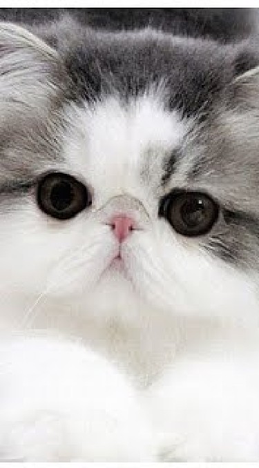 แชร์​ภาพ น้องแมว น่ารัก cute cat picture share