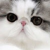 แชร์​ภาพ น้องแมว น่ารัก cute cat picture share