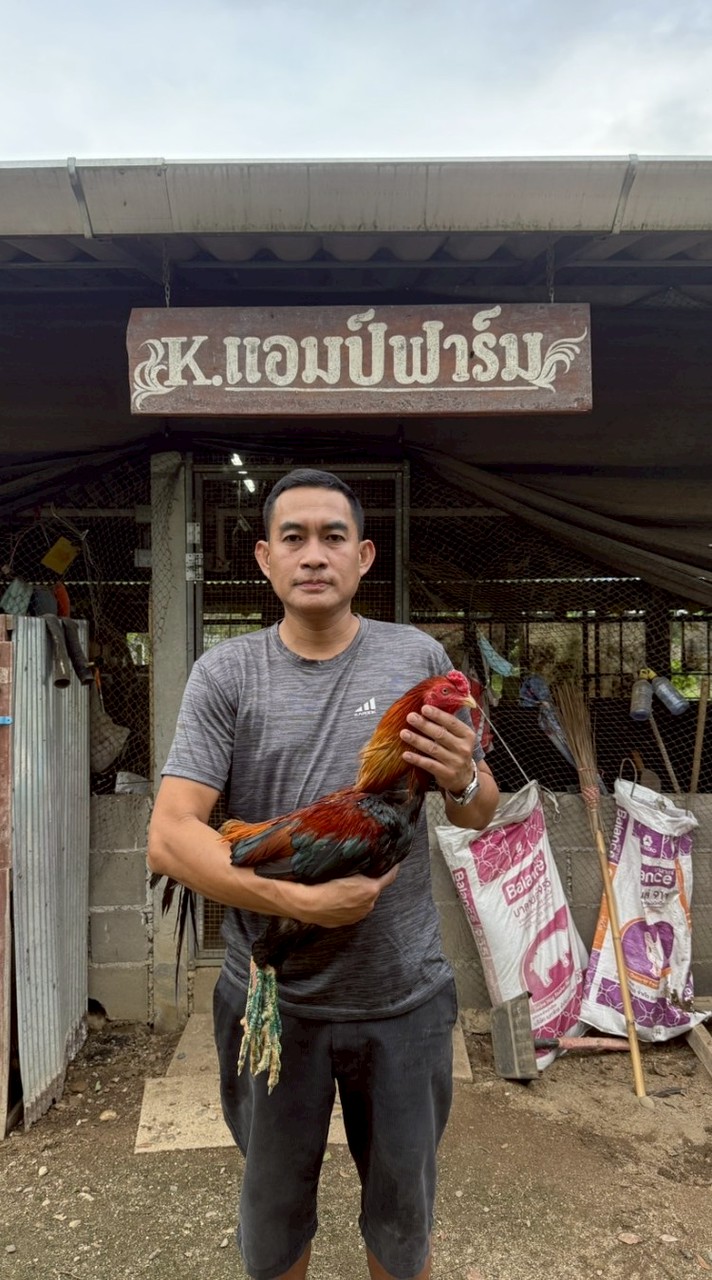 พม่าแม่สะเรียงดั้งเดิม100% ครูแอมป์ฟาร์ม