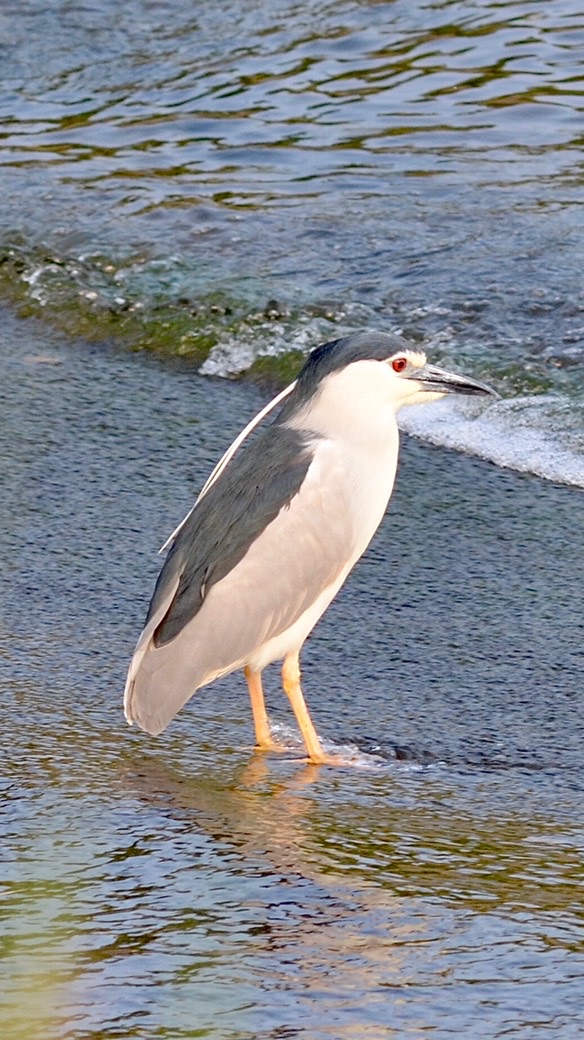 野鳥好きあつまれー！