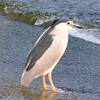 野鳥好きあつまれー！