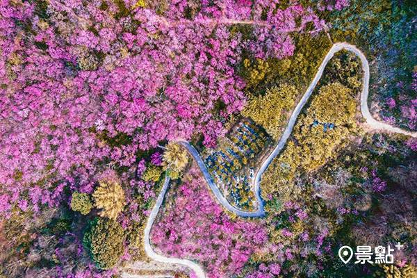 怦然心動浪漫櫻花海 全台30個櫻花勝地總整理 景點家 Line Today