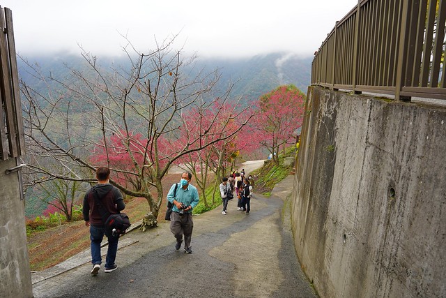 望高茶園景觀餐廳