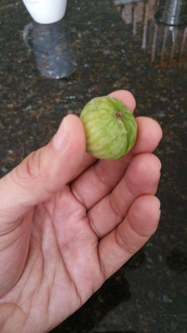 Berharap Makan Buah & Sayur Enak Malah dapat Zonk