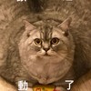 甩肉互助小隊