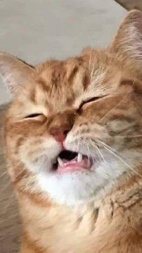 甩肉互助小隊｜運動減重，增肌減脂，健康促進