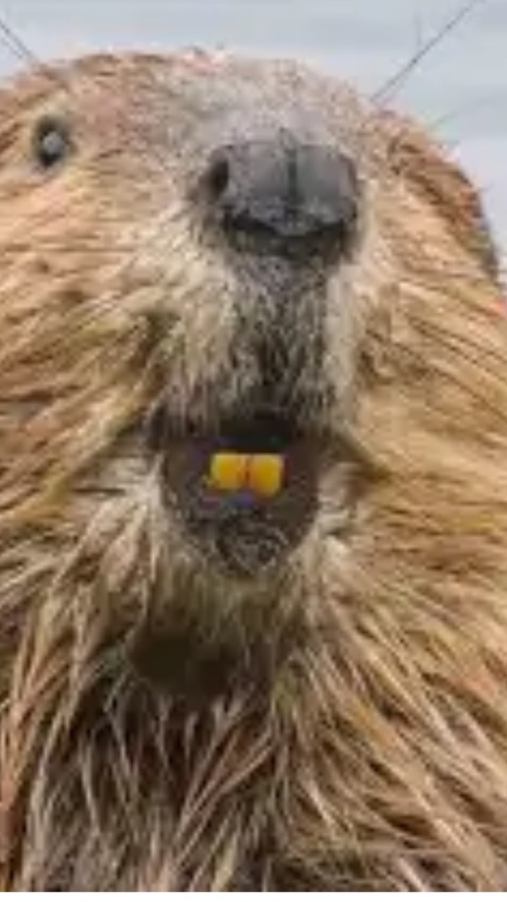 やき狂信者