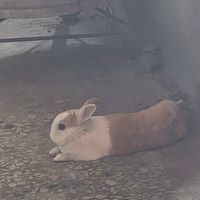 免費占卜 創業副業工作
