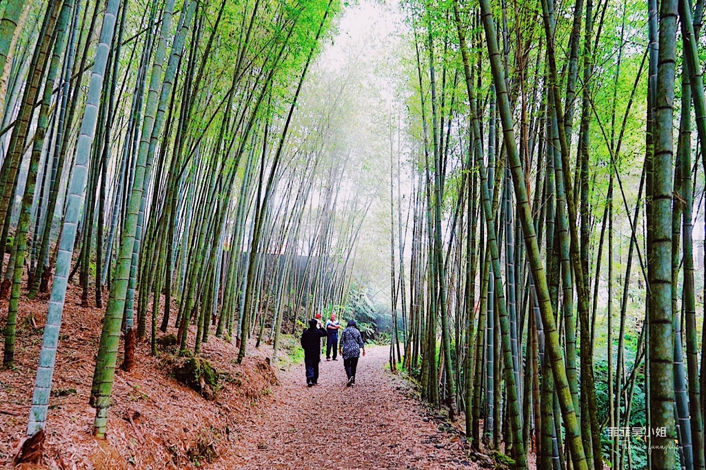 嘉義梅山精緻旅遊 龍眼林茶工場 如何喝出冠軍茶的祕密 體驗比賽茶等級的評鑑方式