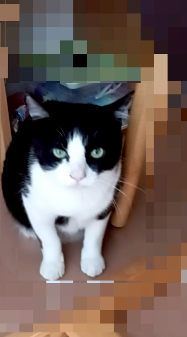 猫大好きな人集まれ〜