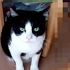 猫大好きな人集まれ〜