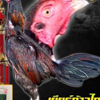 Gs ฟร์ามมหาสารคาม