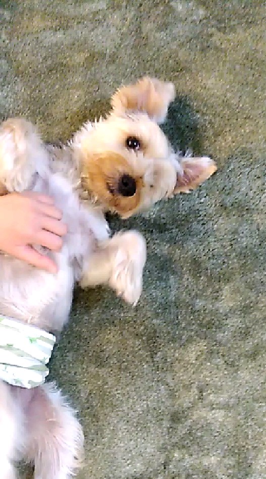 ♥️デカヨーキーの部屋♥️